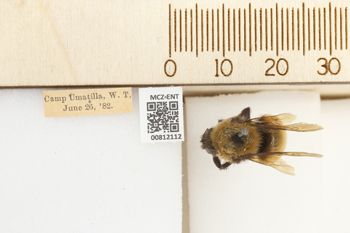 Media type: image;   Entomology 812112 Aspect: labels